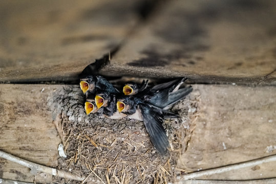 Junge Schwalben mitaufgerissenem Schnabel betteln um Futter