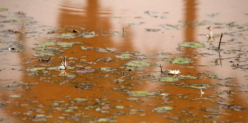 water flowers on a brown surface