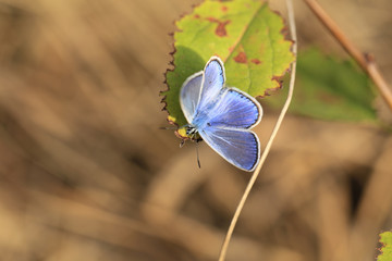 Soldier beetle on a red flower