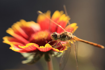 Dragonfly on a beautiful red flower..