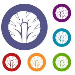 Fresh slice of broccoli icons set