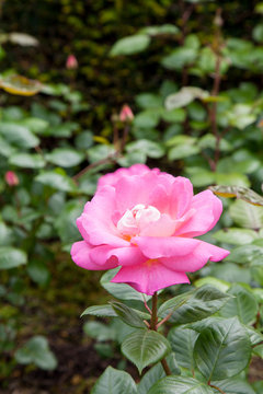 Rose Cliff Richard On A Sunny Day