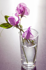 Flowers of sweet peas in a glass vase on a gray stylish background