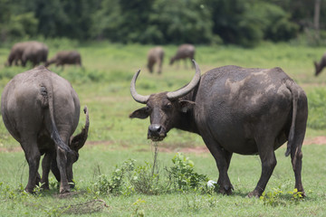 Fototapeta premium Pasture rised Asian water buffalo.