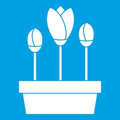 Tulips in box icon white