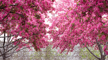 Obraz na płótnie Canvas Ottawa - pink blossoms