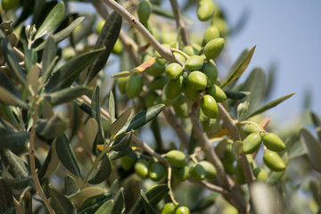 italian olive branch