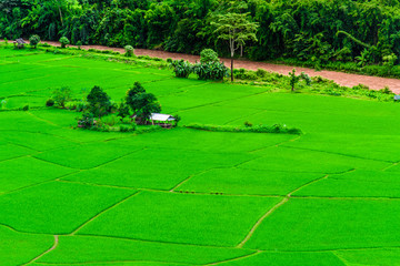 Obraz premium Mountain Rice Field in Thailand