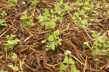 young coriander sapling growing from soil that have dry straw cover it in garden, countryside of Thailand