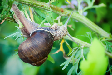 Weinbergschnecke