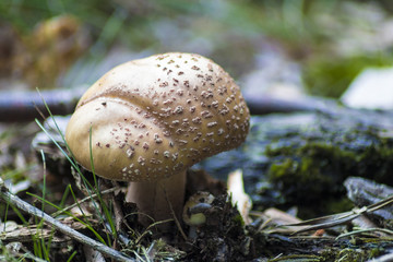 mushroom close-up