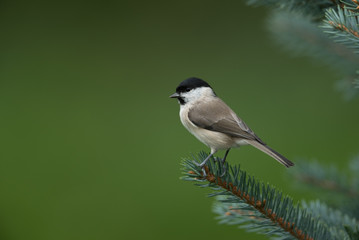 Willow tit, Poecile montanus