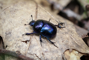 veränderlicher Blattkäfer (Chrysomela varians) 