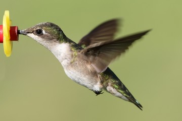 Ruby-throated Hummingbird At A Feeder