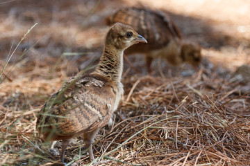 Peacock chick on Filerimos hill, Rhodes island, Greece