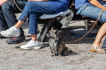 A small dog in a seat sitting at the mistress's feet in the park