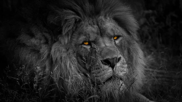Lion Turns Around With Fiery Eyes Abstract