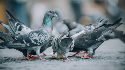 Pigeons eat on the street. Dove crowd bunch feed