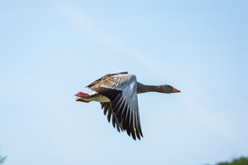 Wildlife, Rehe, Gänse, Tiere