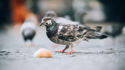 Pigeons eat on the street. Dove crowd bunch feed