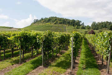 Fototapeta na wymiar Weinanbaugebiet 