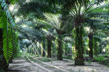 oil palm trees in plantation (elaeis guineensis) © surachetkhamsuk