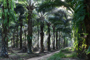 Obraz premium oil palm trees in plantation (elaeis guineensis)