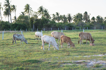 cows grazing in the green meadow