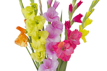 Bunte Gladiolen (Gladiolus) auf weiÃŸem Hintergrund