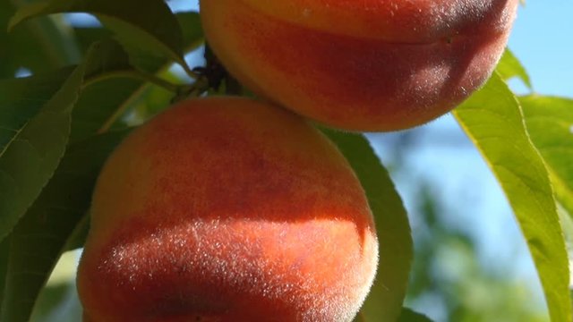 close up peach
