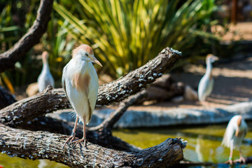 Cattle Egret
