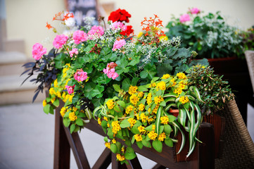 flowers on the terrace