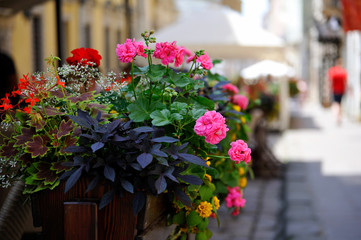 Fototapeta na wymiar flowers on the terrace