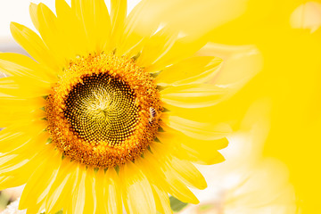 Obraz premium Sunflower, Sonnenblume, Summer