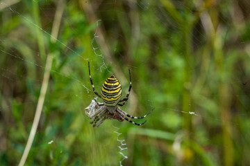 Wasp Spider, Wespenspinne