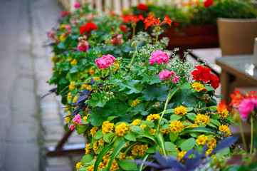 flowers on the terrace