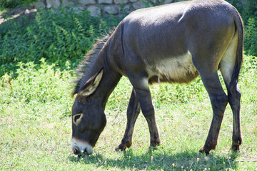 Donkey eating grass in Devin castle in Bratislava, Slovakia