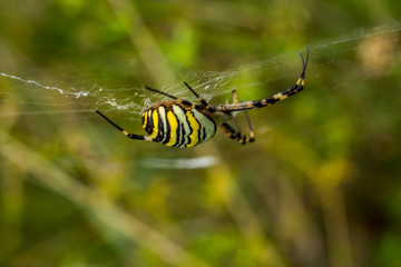 Wasp Spider, Wespenspinne