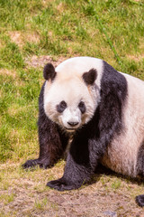 Fototapeta premium Panda