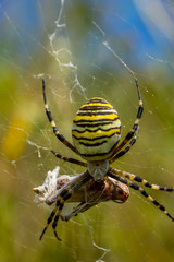 Wasp Spider, Wespenspinne