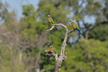 White fronted bee eater