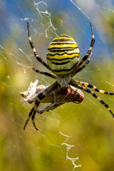 Wasp Spider, Wespenspinne