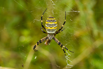 Wasp Spider, Wespenspinne