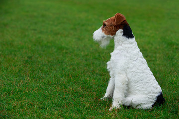 Dog breed Fox terrier