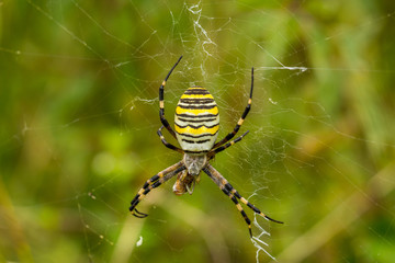 Wasp Spider, Wespenspinne