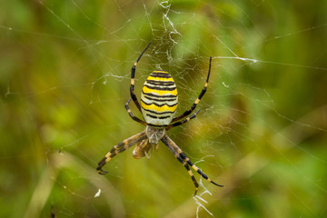 Wasp Spider, Wespenspinne