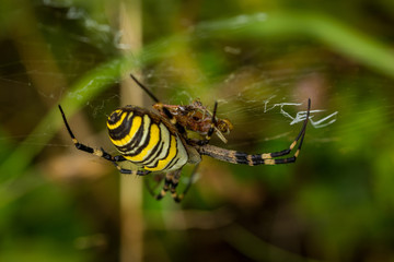 Wasp Spider, Wespenspinne