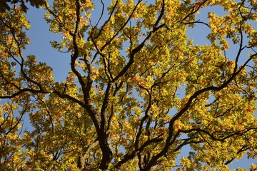 Bifurcación de follaje amarillo, Forêt de Montmorency (Francia)