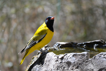Black Headed Oriole