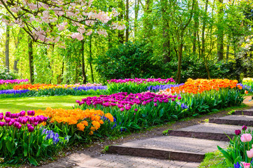 Fototapeta na wymiar Blooming flowers in Keukenhof park in Netherlands, Europe.